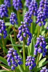 Obraz premium Delicate blue grape hyacinth blooms herald spring with their fragrant purple clusters, adding vibrant color to garden beds, spring flowers, cluster, delicate