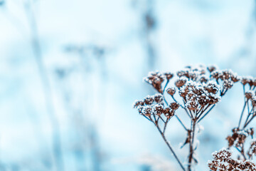 Dry grass on blue snowy background. Abstract natural scene. Beauty in nature with neutral colors. Minimalism style. Quiet atmospheric mood. Cold weather. Plant covered by hoarfrost
