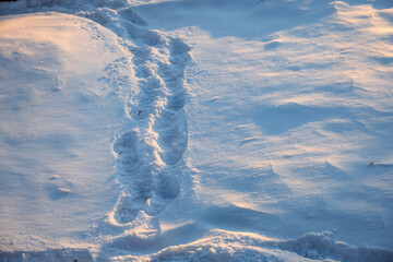 Traces of people in the snow. A path of many footprints. Large level of snow. Snowy winter. Natural landscape. Sunny evening light. Cold weather frosty day. Nature details. Deep footprints