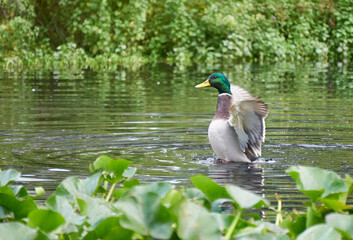 kaczka w jeziorze © anix