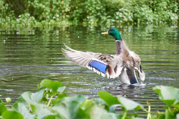 kaczka w jeziorze © anix