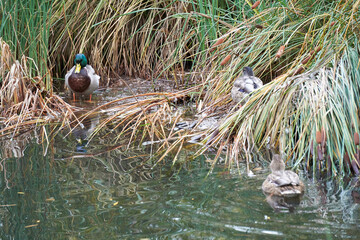 kaczka w jeziorze © anix