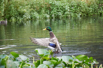 kaczka w jeziorze © anix