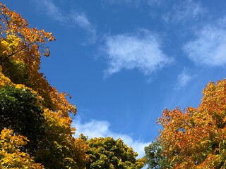 Autumn maple trees yellow orange leaves and sky.