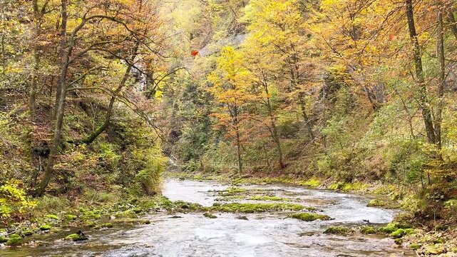 Leaf fall in the national park, Vintgar gorge in Slovenia travel. River cascade streaming, autumn landscape
