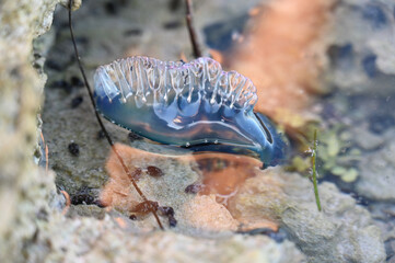 Portuguese Man O’ War in Tide Pool Along Florida Keys Coast