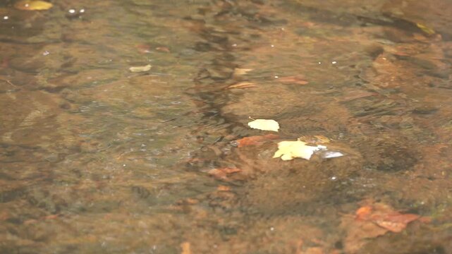 Single leaf going downstream during fall season