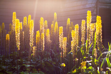 Vibrant yellow flower spikes Foxtail Lily backlit by sun rays and lens flare