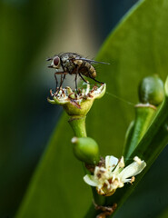 fly on a flower