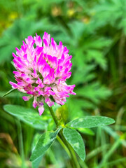 Close-up of a pink clover flower blooming in a green meadow. Macro photo shows delicate petals and fresh leaves, symbolizing summer and natural beauty.