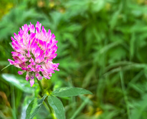 Close-up of a pink clover flower blooming in a green meadow. Macro photo shows delicate petals and fresh leaves, symbolizing summer and natural beauty.