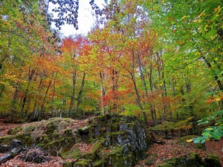 autumn in the forest