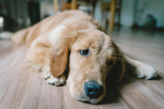 A real Asian man takes a selfie with a year-old golden retriever. The dog is licking its owner's face. Smiling People and fun playing together looking happily at the camera at home Pet and person
