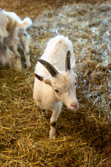 Obraz premium A young kid goat with small horns stands and looks directly at the camera. The overhead perspective and shallow focus emphasize the animal's innocence and the straw bedding