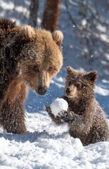 Obraz premium Brown bear cub holding snowball in winter forest