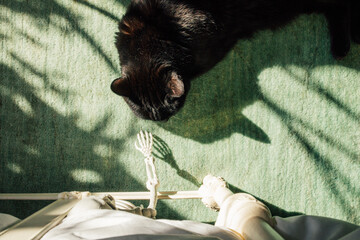 high angle view of black cat on seafoam rug with small skeleton figure reaching out from under bed