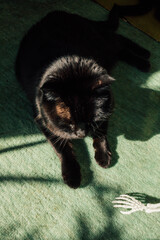 black cat on seafoam rug with small skeleton figure reaching out from under bed