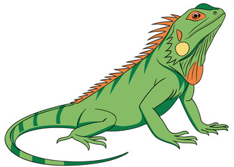 Fototapeta premium green iguana with prominent spines and colorful markings - tropical exotic reptile illustration vector graphic design artwork isolated on white background.