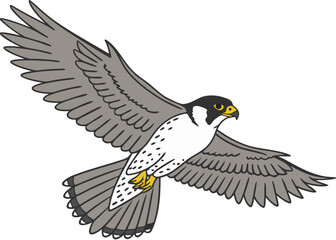 Obraz premium peregrine falcon in flight with extended wings and distinctive markings - powerful raptor bird wildlife illustration vector design isolated on white background.