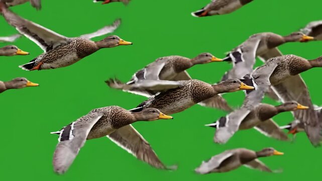 Green Screen flock of duck birds flying slow motion scene 3 with distortion, overlay, glitch, static noise, scan lines on black background, 4k animated video loop