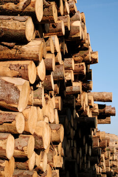 b&ucirc;ches de bois de chauffage empil&eacute;es