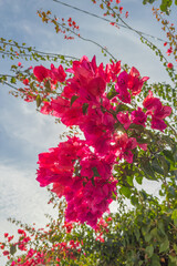 cluster of vibrant pink bougainvillea bracts glows in the sunlight.