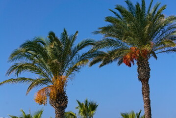 Tropical palm trees near modern architecture under blue sky