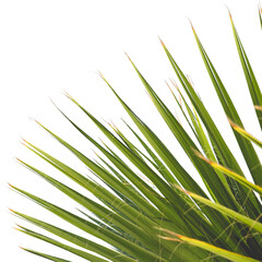Sharp palm spikes on white background PNG, abstract tropical foliage, green botanical element, nature-inspired overlay for modern, fresh, and eco-friendly design and decoration projects

