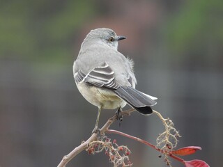 Northern mockingbird, perched on the small branch of a winged sumac tree. Blackwater National Wildlife Refuge, Dorchester County, Maryland. 