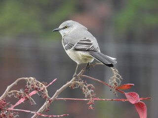 Northern mockingbird, perched on the small branch of a winged sumac tree. Blackwater National Wildlife Refuge, Dorchester County, Maryland. 