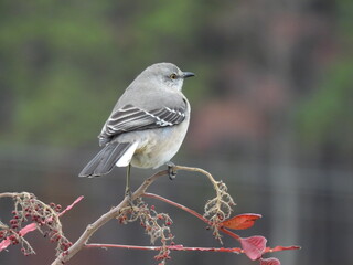 Northern mockingbird, perched on the small branch of a winged sumac tree. Blackwater National Wildlife Refuge, Dorchester County, Maryland. 