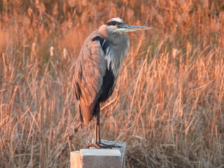 A great blue heron, standing on a wooden post, during a colorful evening twilight, within the wetlands of the Blackwater National Wildlife Refuge, Dorchester County, Maryland.
