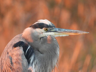 The portrait of a great blue heron, in the evening light, living within the wetlands of the Blackwater National Wildlife Refuge, Dorchester County, Maryland.