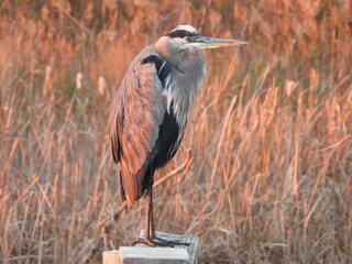 A great blue heron, standing on a wooden post, during a colorful evening twilight, within the wetlands of the Blackwater National Wildlife Refuge, Dorchester County, Maryland.
