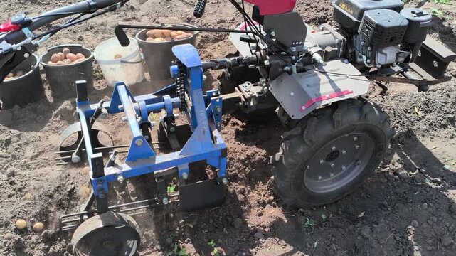 Potato harvesting with a walk-behind tractor. Original stereo sound