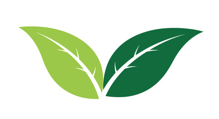 Vector illustration of two stylized green leaves with veins, representing nature and growth, isolated on a