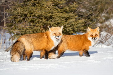 Fototapeta premium Red fox in winter