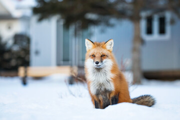 Obraz premium Red fox in winter