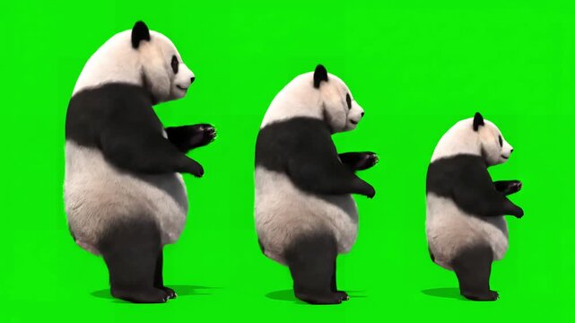 Dynamic Wildlife Motion with panda zoo cg fur 3d rendering animal realistic cgi vfx animation loop crowd dance composition mapping cartoon alpha channel distortion, green screen overlay, glitch