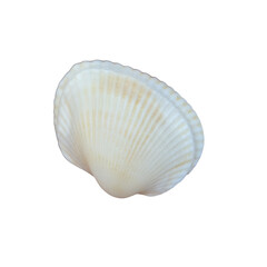 A single seashell shell with intricate textures and soft colors, found along the sandy shore