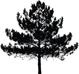 Silhouette of a pine tree, capturing the essence of nature