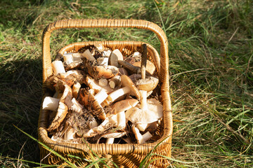 Freshly harvested mushrooms in a wicker basket on grass in a sunny outdoor setting