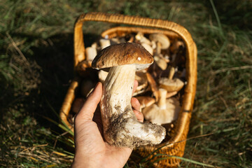 Hand holding freshly picked mushrooms with a basket full of foraged fungi in a grassy area