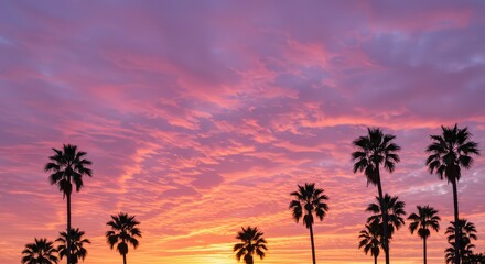 Obraz premium Tropical Spectacle: Fiery purple and pink sunset over silhouetted palm trees on the horizon