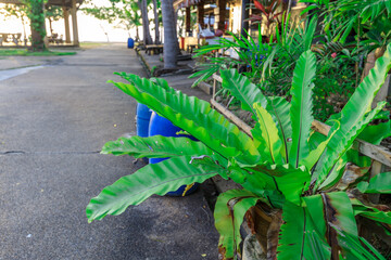 Large green plant is growing next to a sidewalk