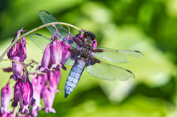 brown dragonfly on a red flower in the garden in summer