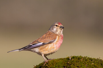 Common Linnet standing on moss