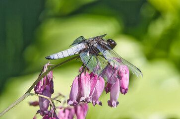 brown dragonfly on a red flower in the garden in summer