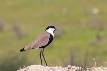 Spur-winged Lapwing standing on a dirt hill