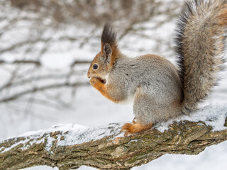 The squirrel with nut sits on tree in the winter or late autumn